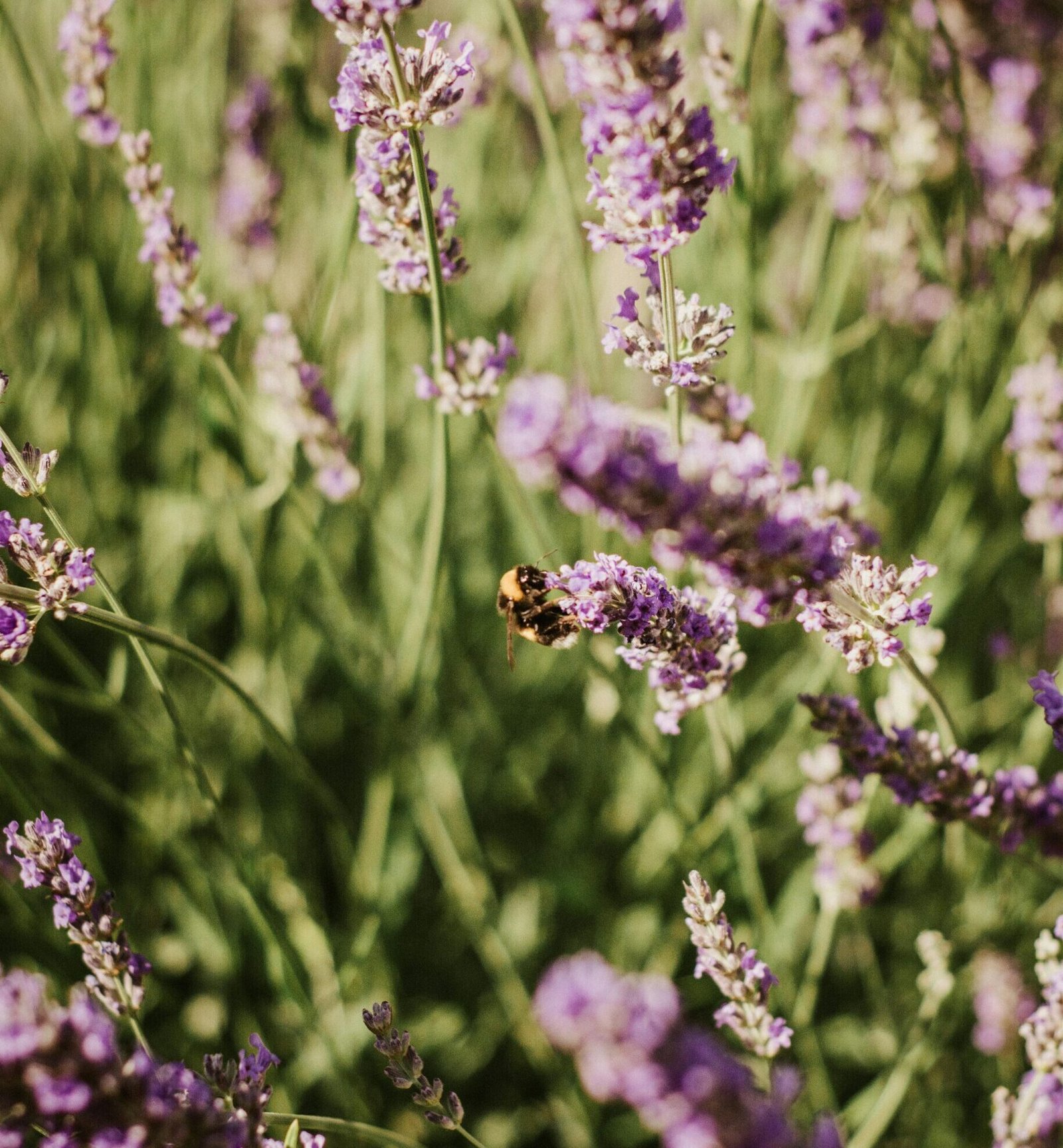 toji berlin life coach leadership coach