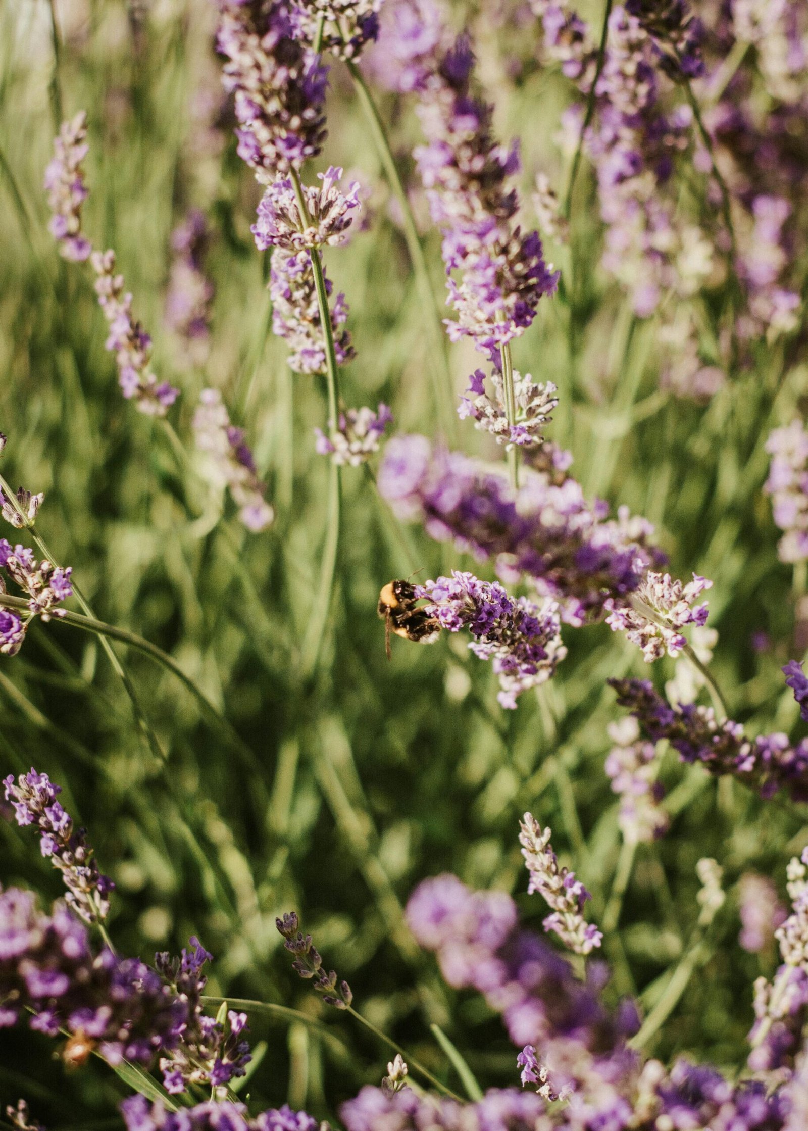 toji berlin life coach leadership coach